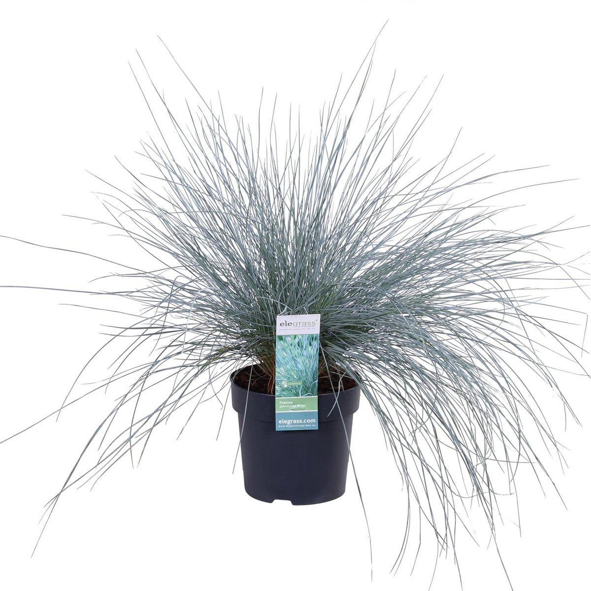 Festuca Glauca Azura Blue - Ø19cm - ↕40cm - Ø14 - ↨30cm