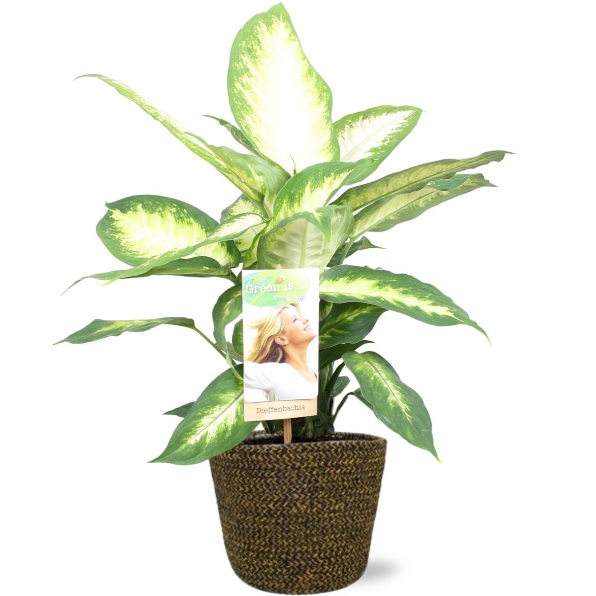 Dieffenbachia Camilla - Ø17cm - ↕45cm + Selin Pot D18x16cm - Zwart