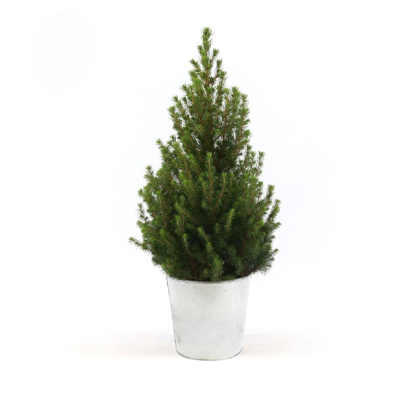 Picea Gl. 'December' + Pot Zink - Ø21cm - ↕70cm