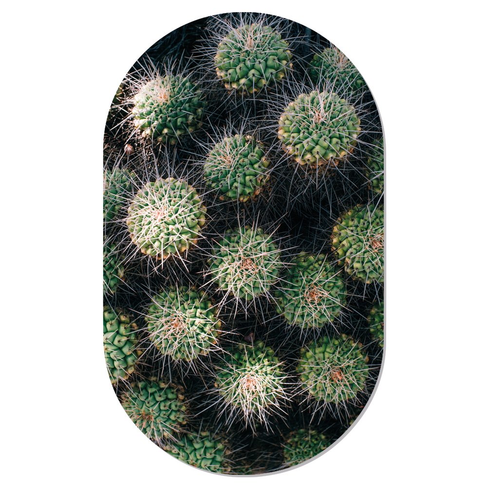 Muurovaal cactus