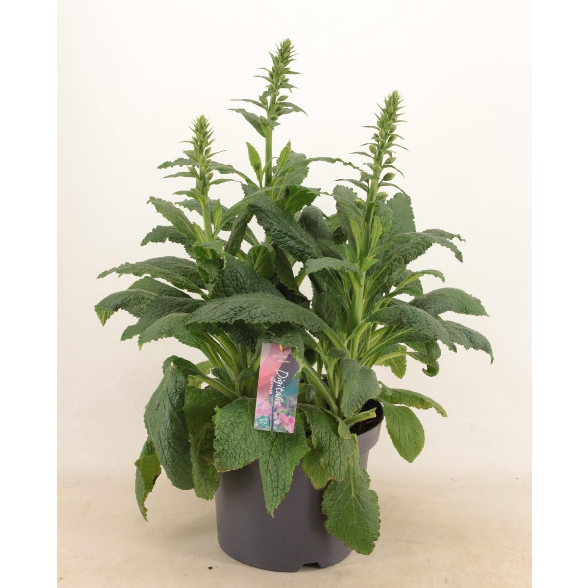 Digitalis 'panther' - Ø27cm - ↕60cm