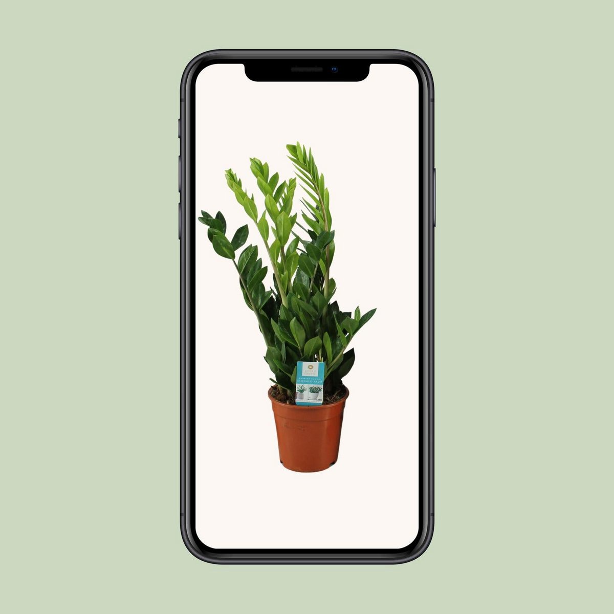 Zamioculcas plant Ø17cm 65cm