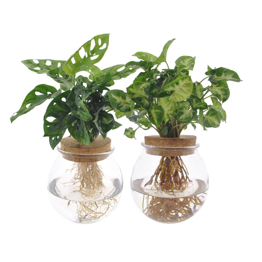 Glass Bowl Duo Monstera Adansonii/Syngonium Green - 2 pieces - Ø12cm - ↕12-30cm