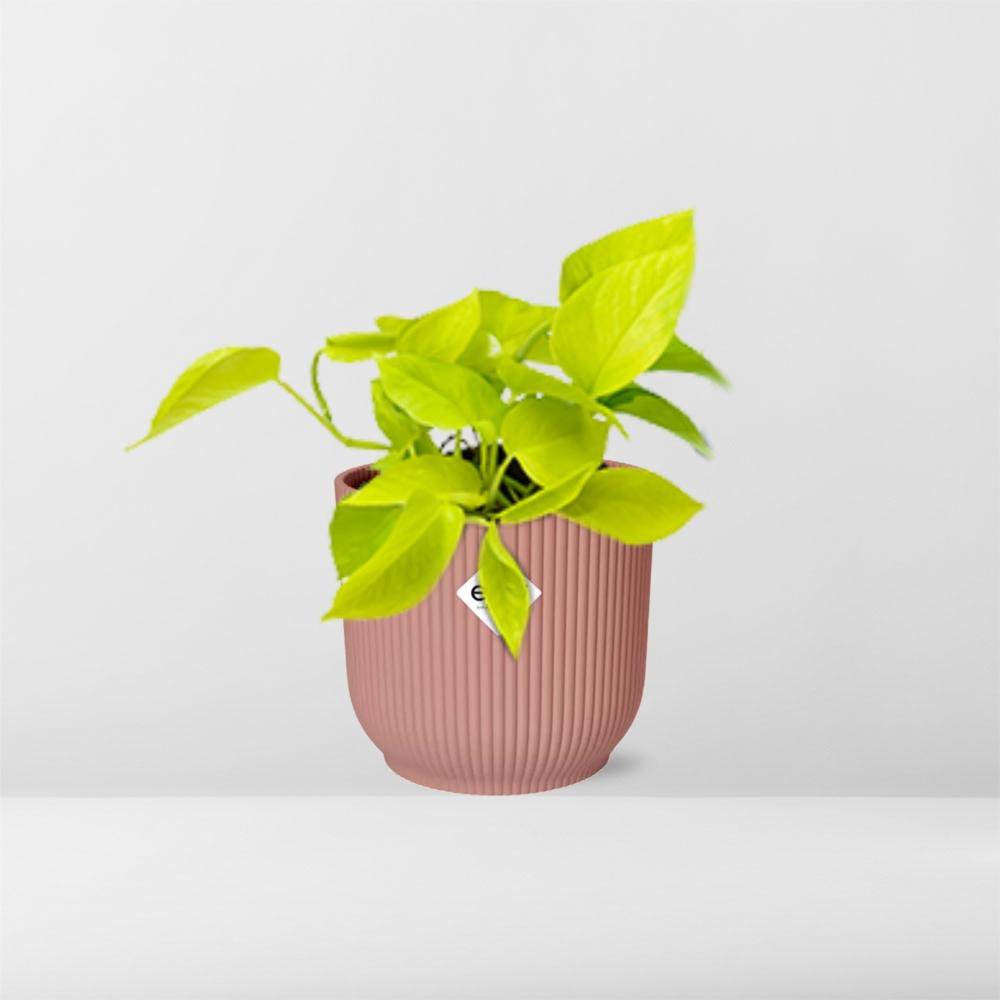 Kamerplant Epipremnum Golden Pothos in Elho pot roze 14cm