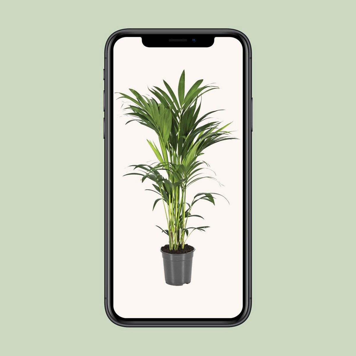 Kentia palm Howea Forsteriana 110 cm
