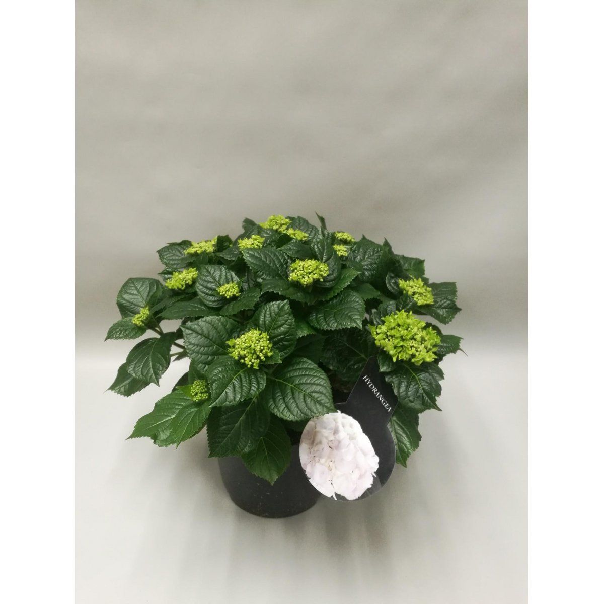 Hydrangea Crystal Palace - Ø23cm - ↕45cm
