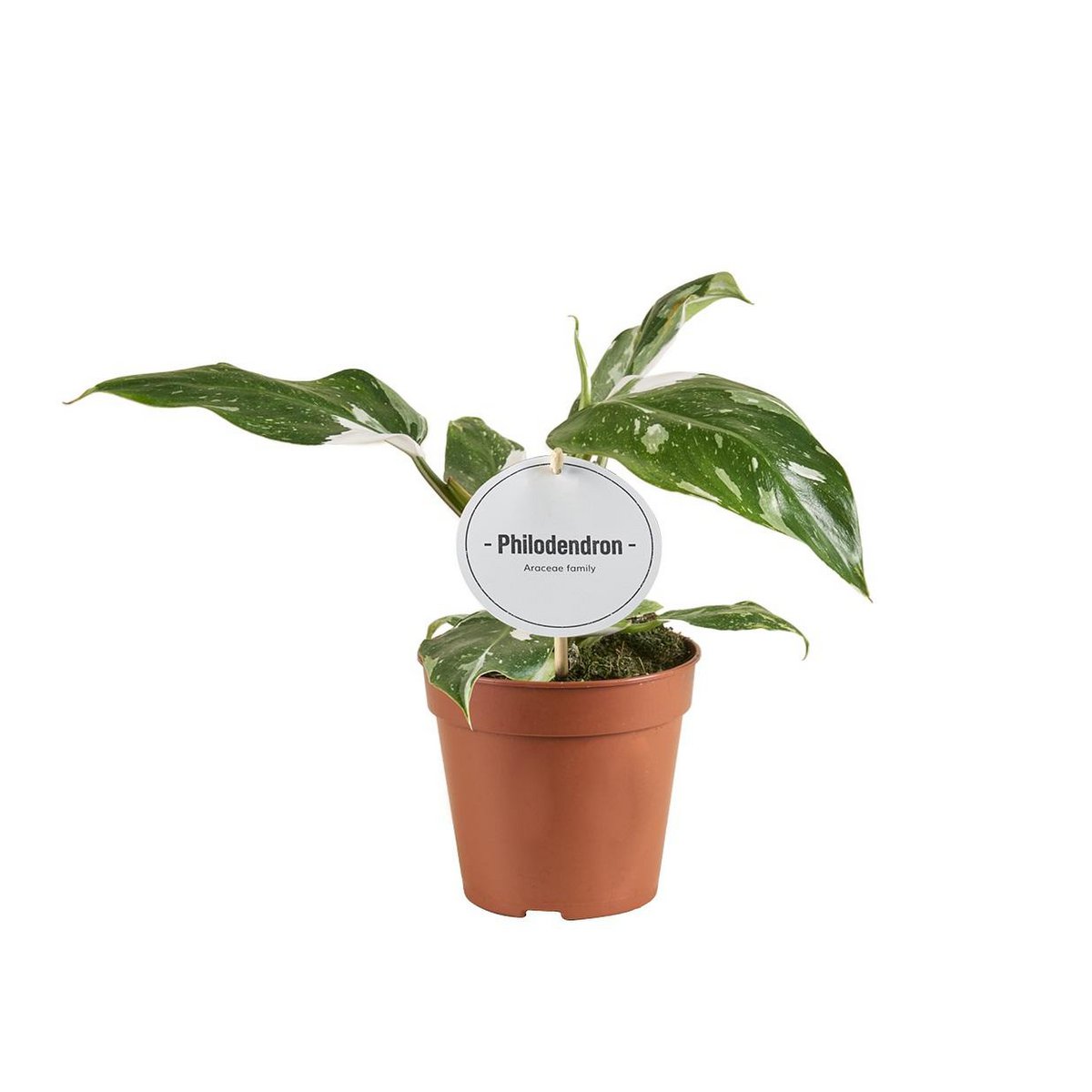 Philodendron White Princess B Grade - Ø12cm - ↕30cm