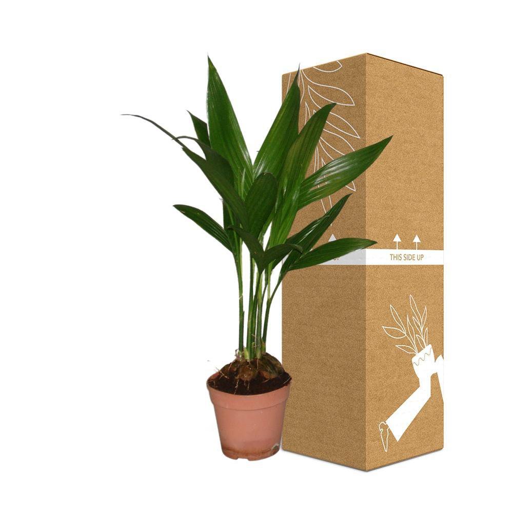 Areca Catechu - Ø12cm - ↕50cm
