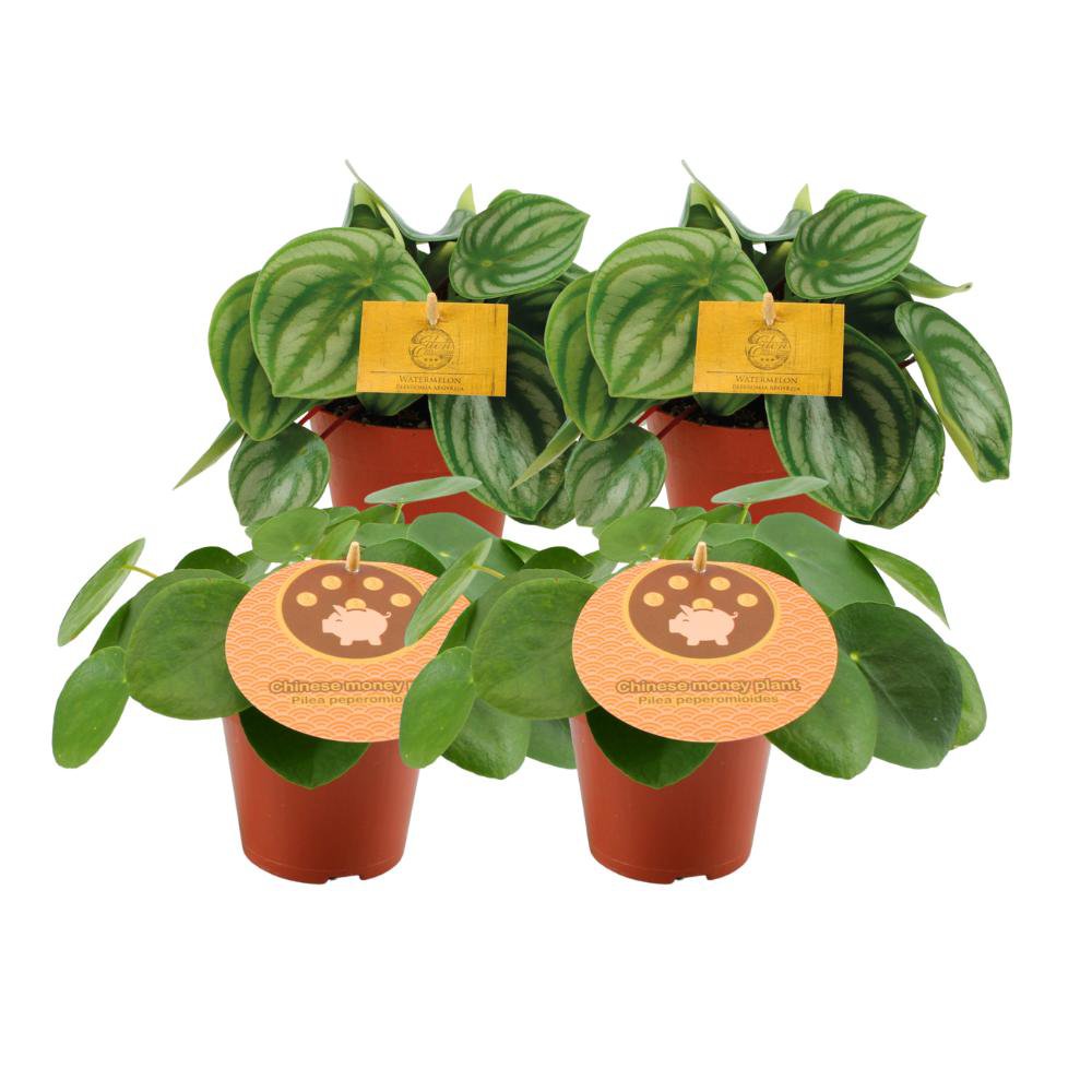 2x Peperomia Argyreia + 2x Pilea Peperomioides