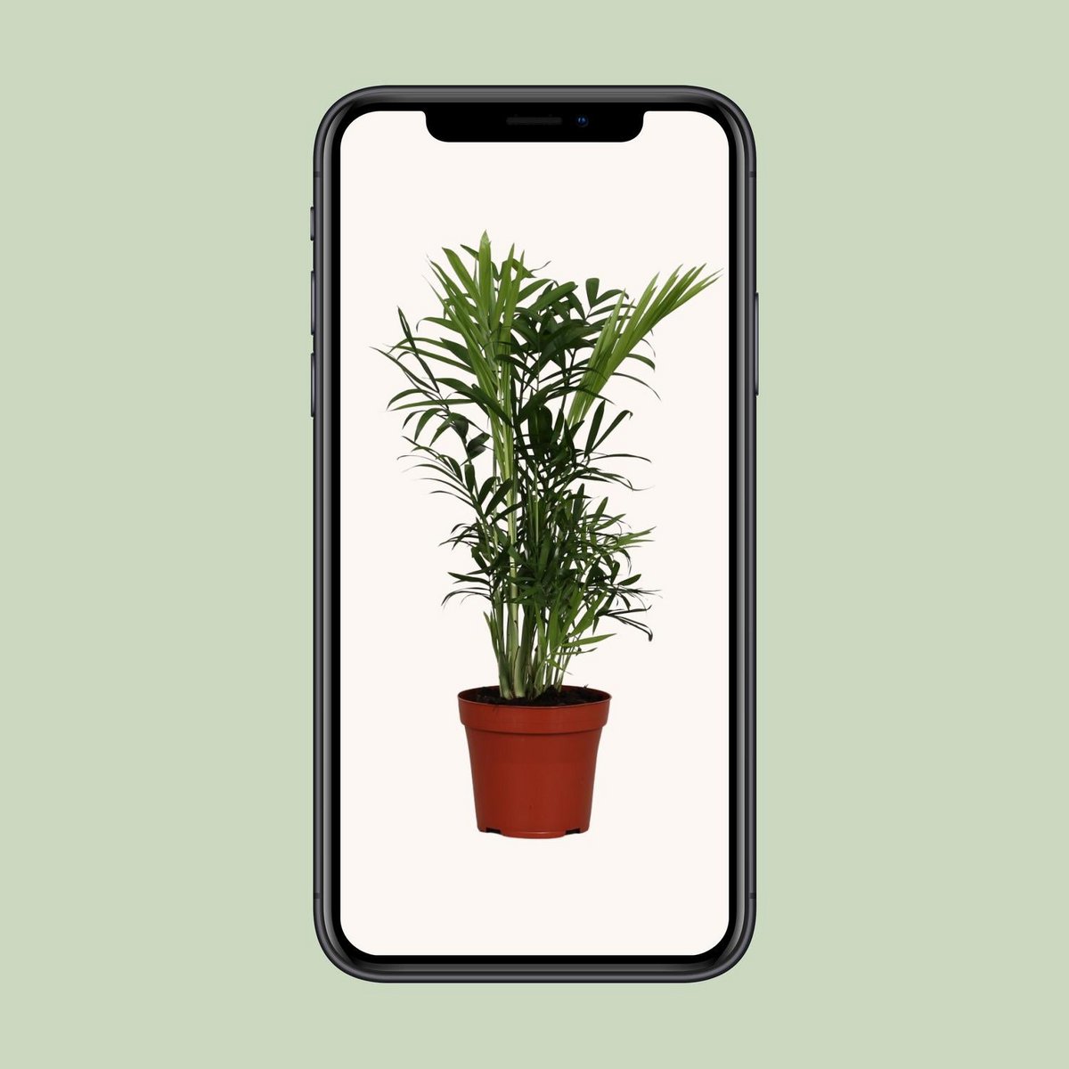 Chamaedorea elegans - Ø12cm - ↕40cm