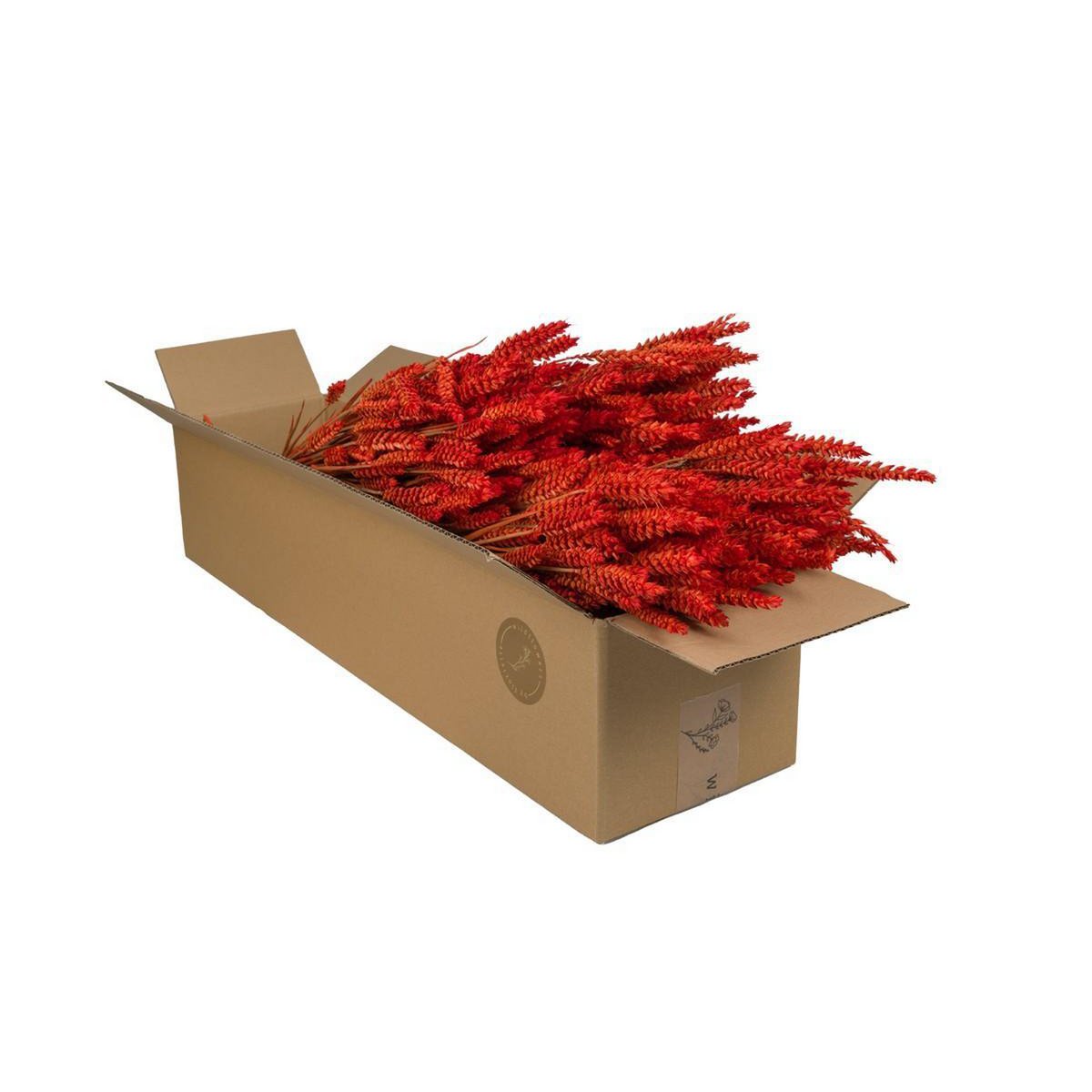 Droogbloemen - Tarwe (Triticum) - Burnt Orange - 4 bosjes - ↕60cm
