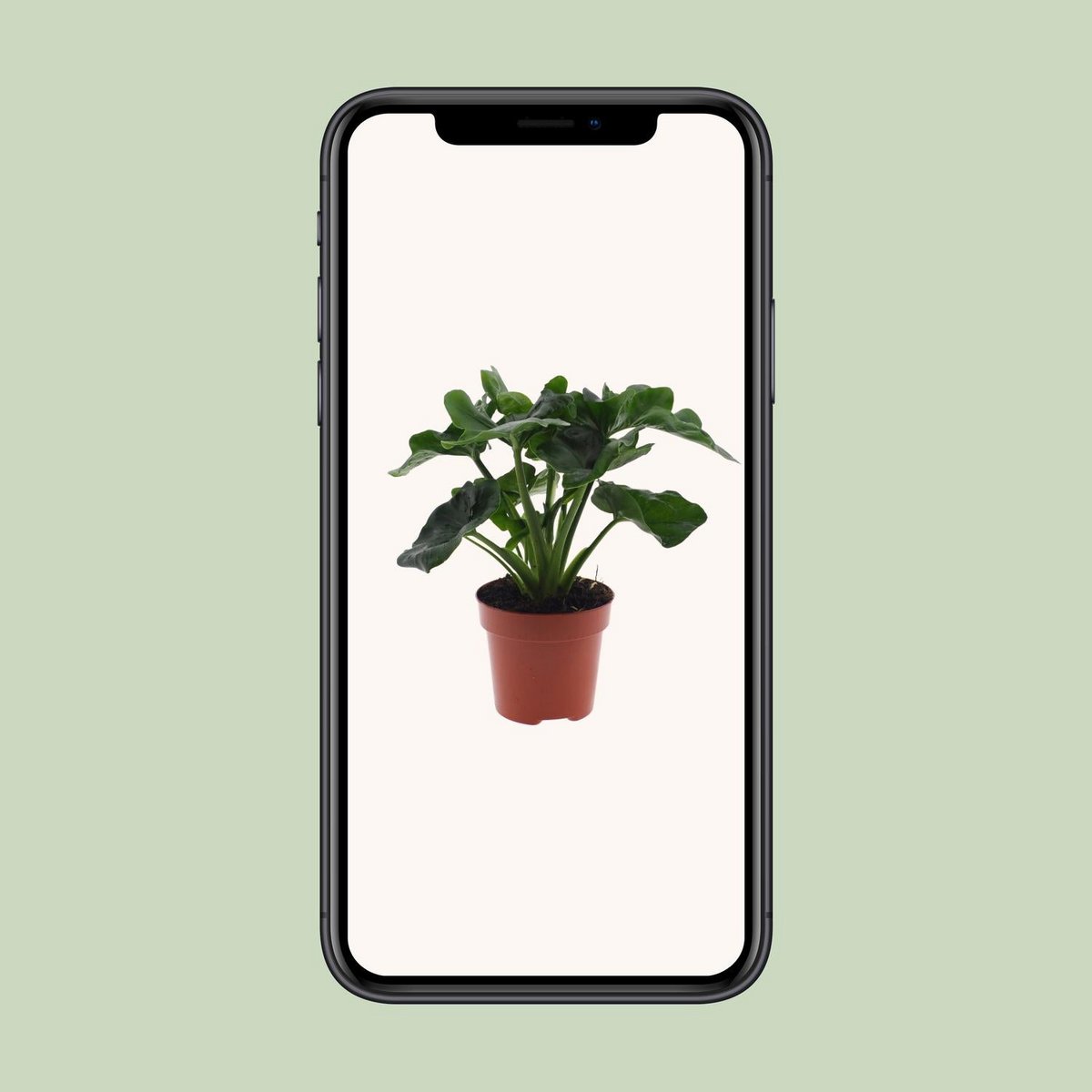 Philodendron Atom - Ø12cm - ↕25cm