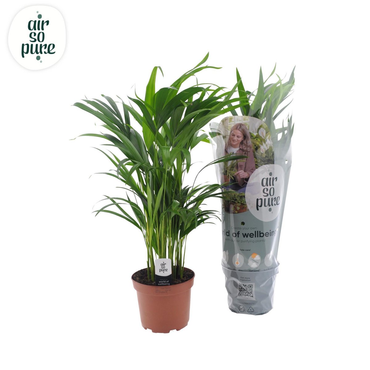Dypsis lutescens plant Ø17x65 cm