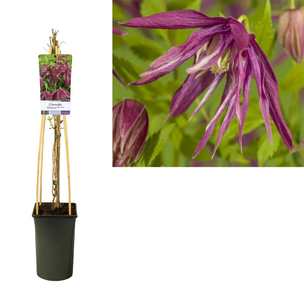 Clematis Octopus PBR +Light -label - Ø17cm - ↕75cm