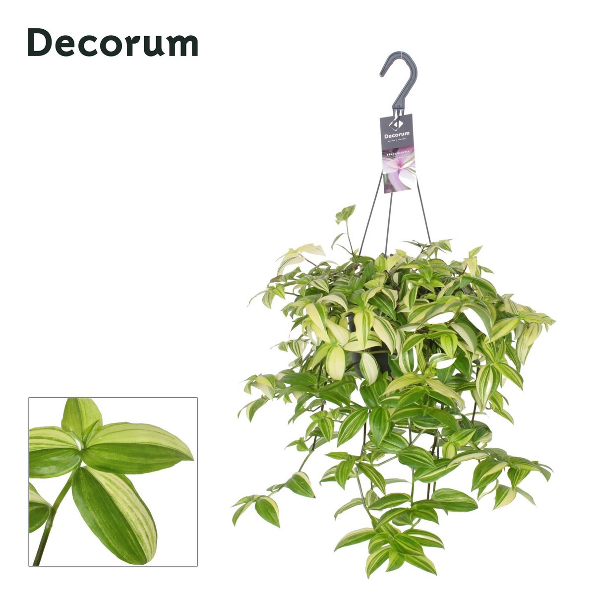 Tradescantia Yellow Hill - Ø17cm - ↕40cm
