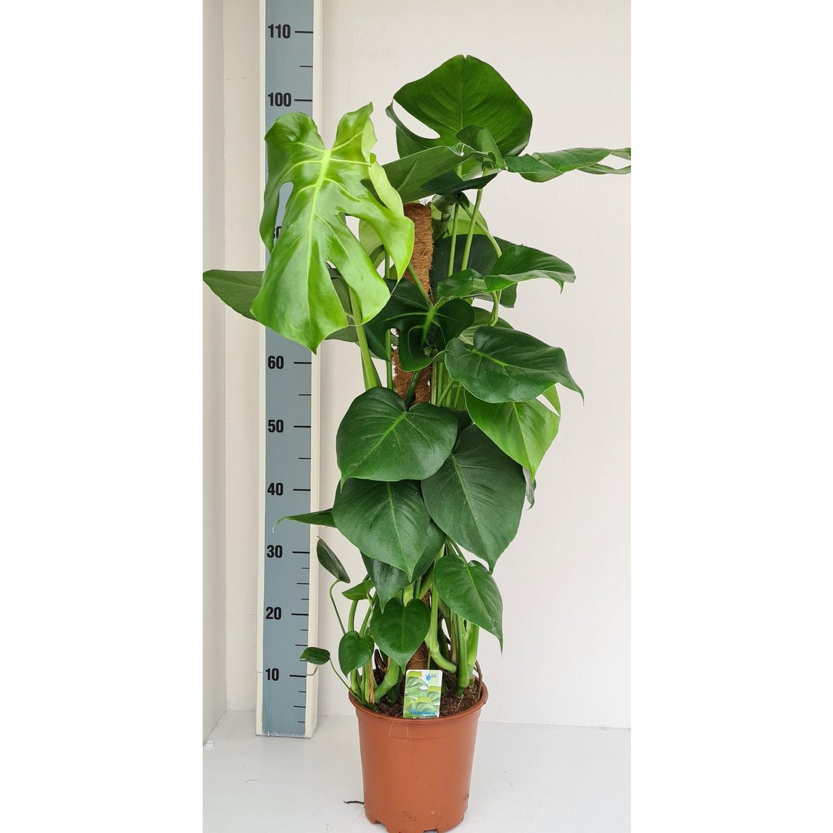 Monstera mosstok - Ø19cm - ↕80cm