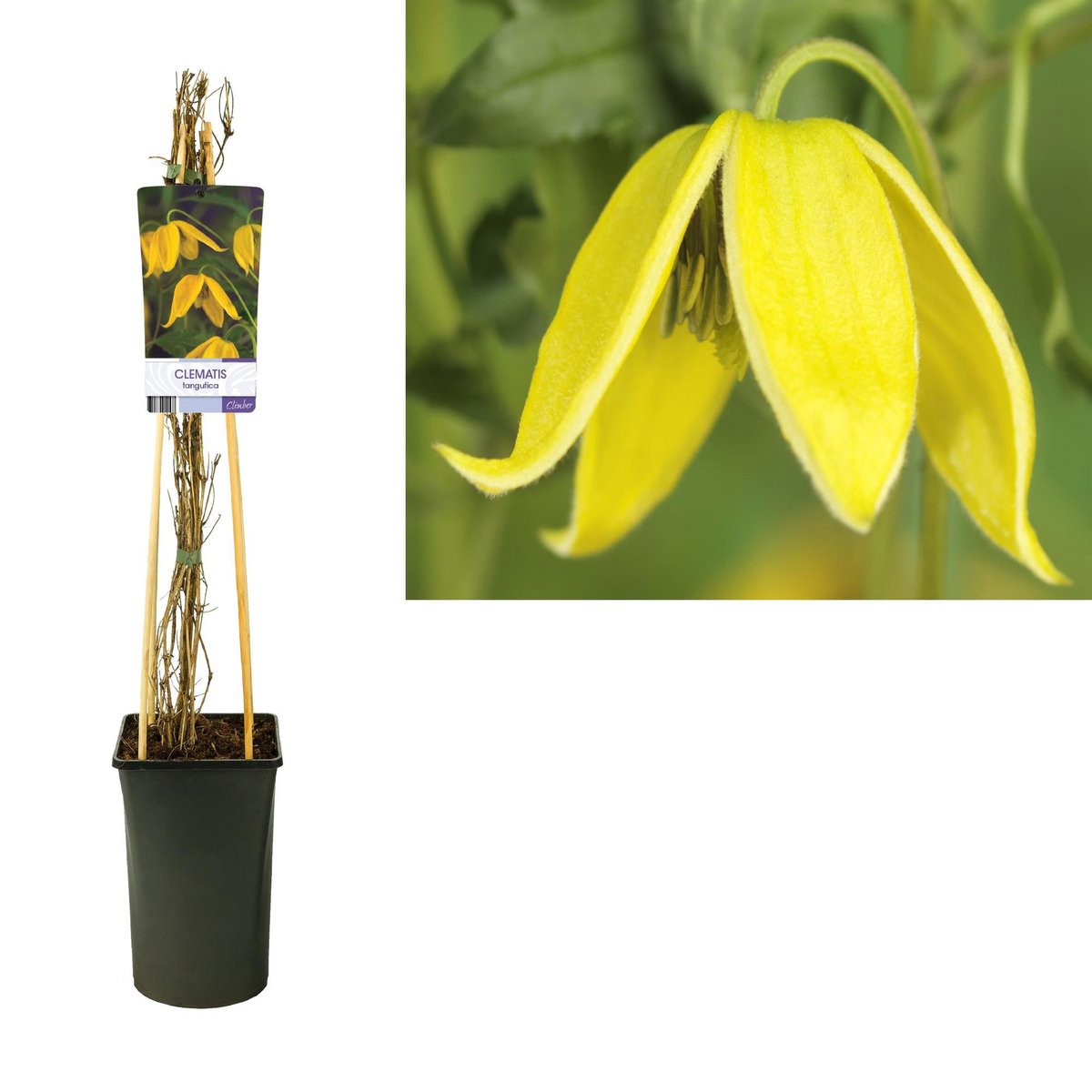 Clematis Tangutica +Light -label - Ø17cm - ↕75 cm