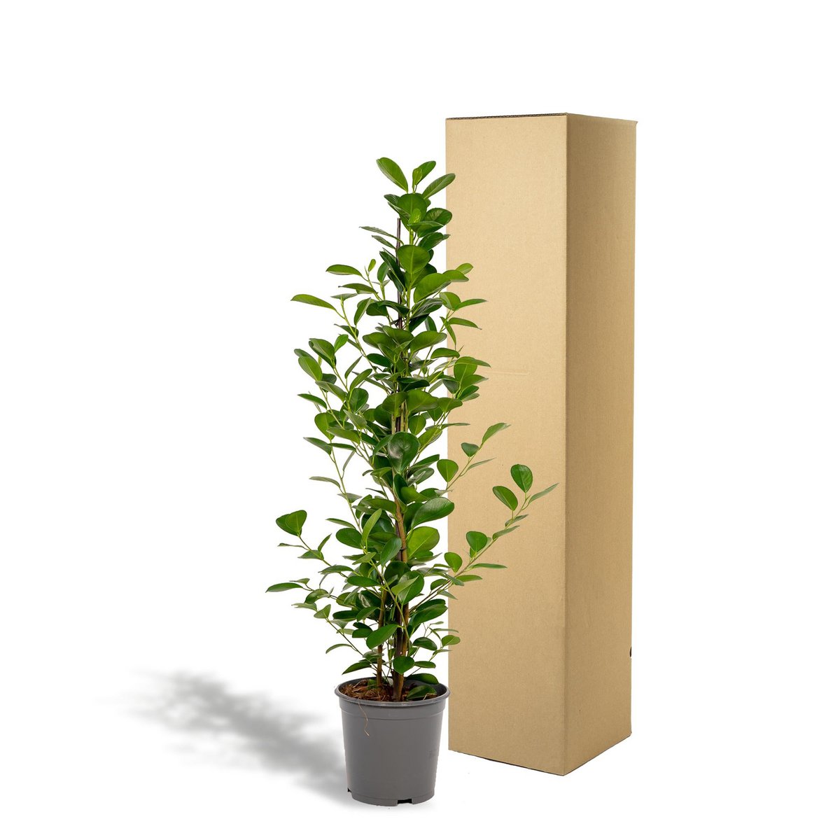 Kamerplant Ficus microcarpa Moclame Ø21cm 95cm