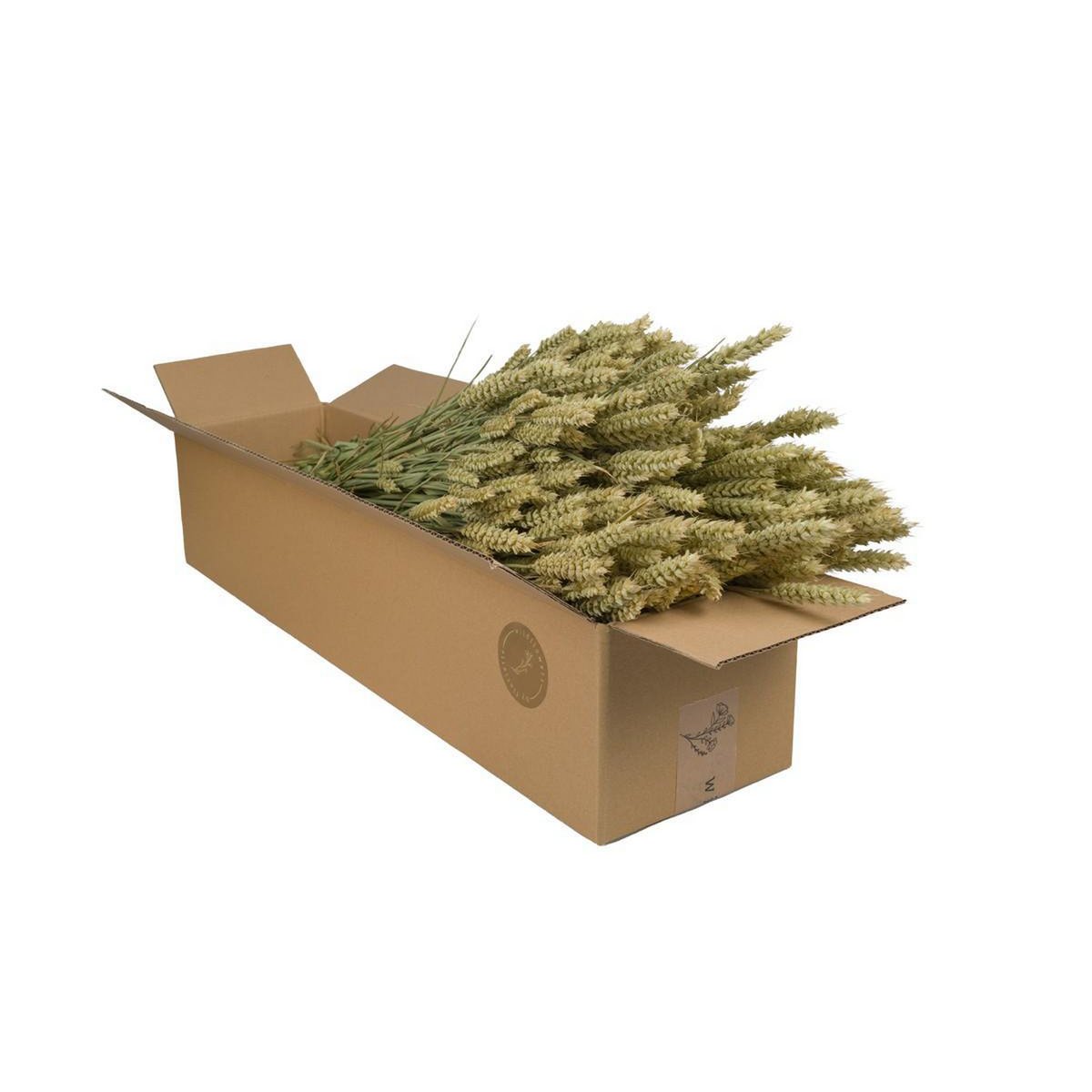 Droogbloemen Tarwe Natural 4 Bosjes Voor Vaas Decoratie