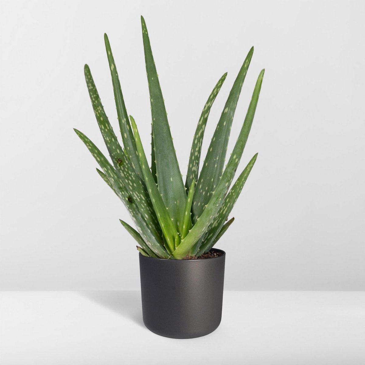 Aloë vera - Ø12 - ↨40cm