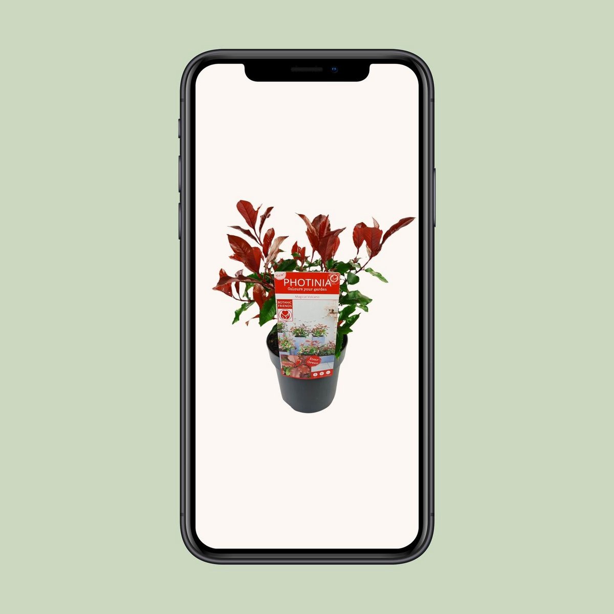 Photinia fras. 'Magische vulkaan' - Ø19cm - ↕30cm
