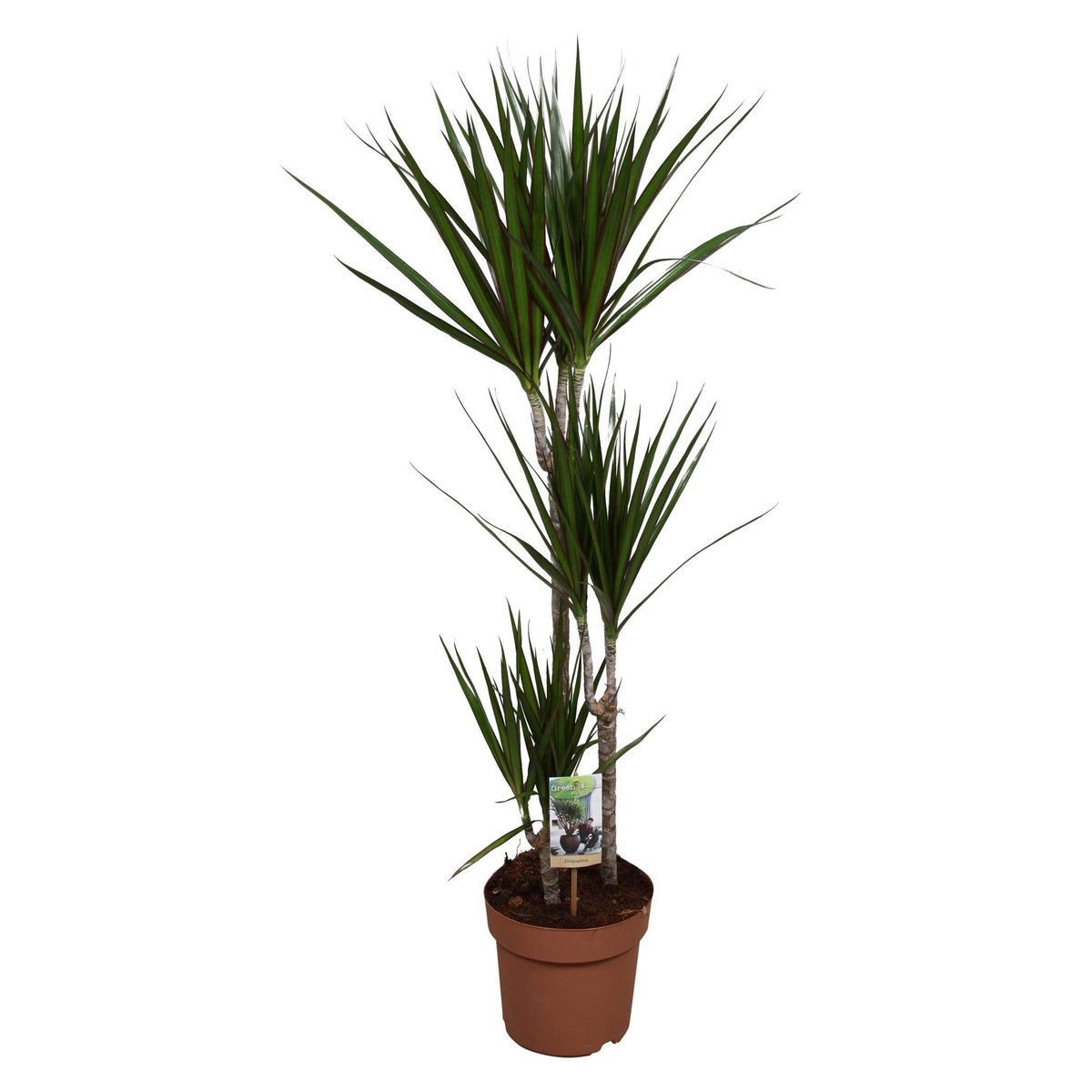 Kamerplant Dracaena Marginata Ø21x120 cm