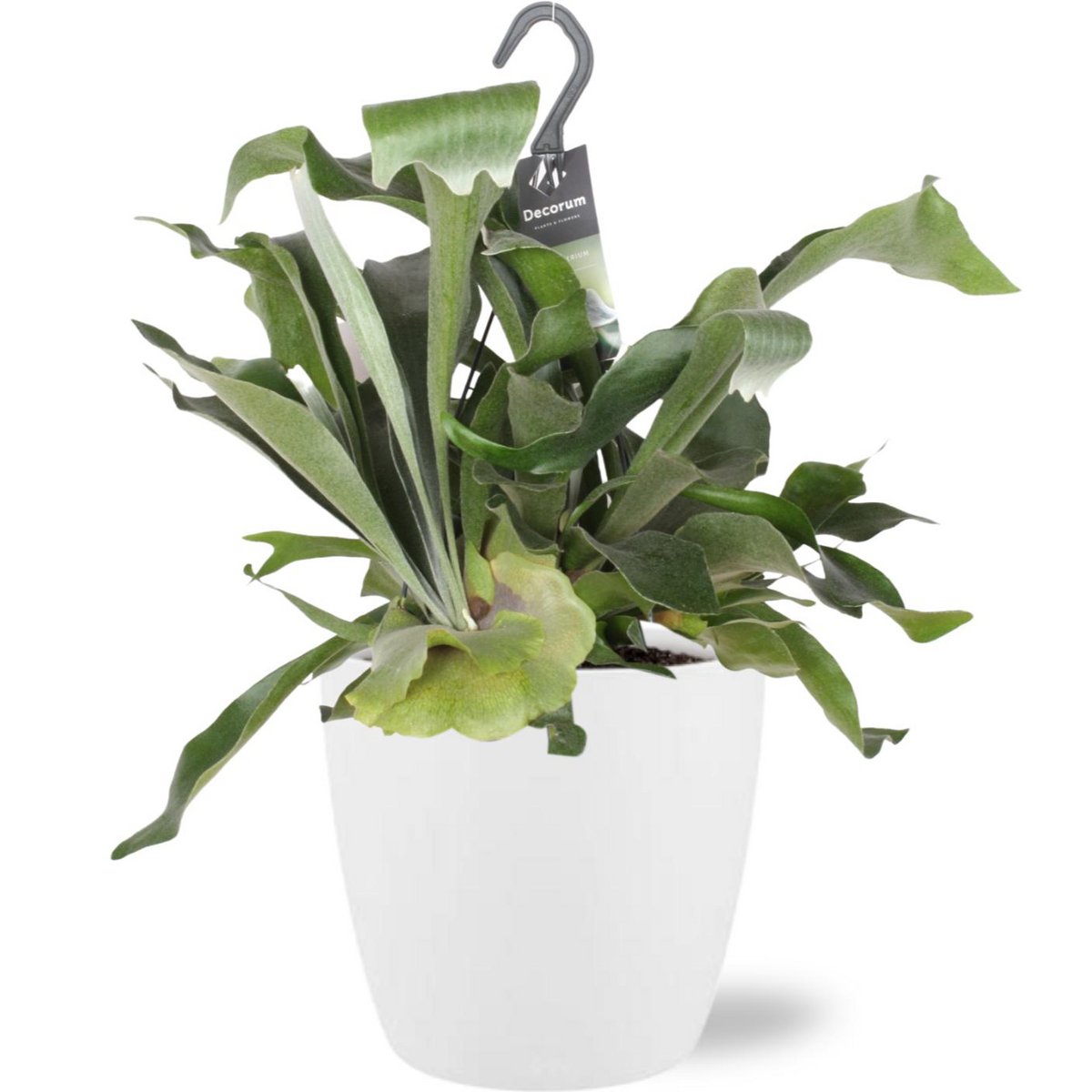 Varen Platycerium bifurcatum Ø17cm pot Ø18cm