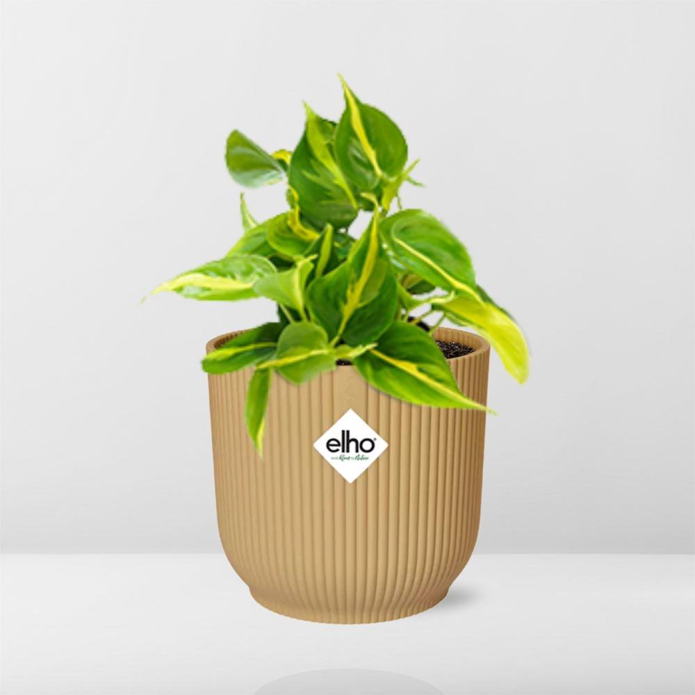 Philodendron klimmen 'Brazilië' in Elho Vibes Fold 14cm Geel