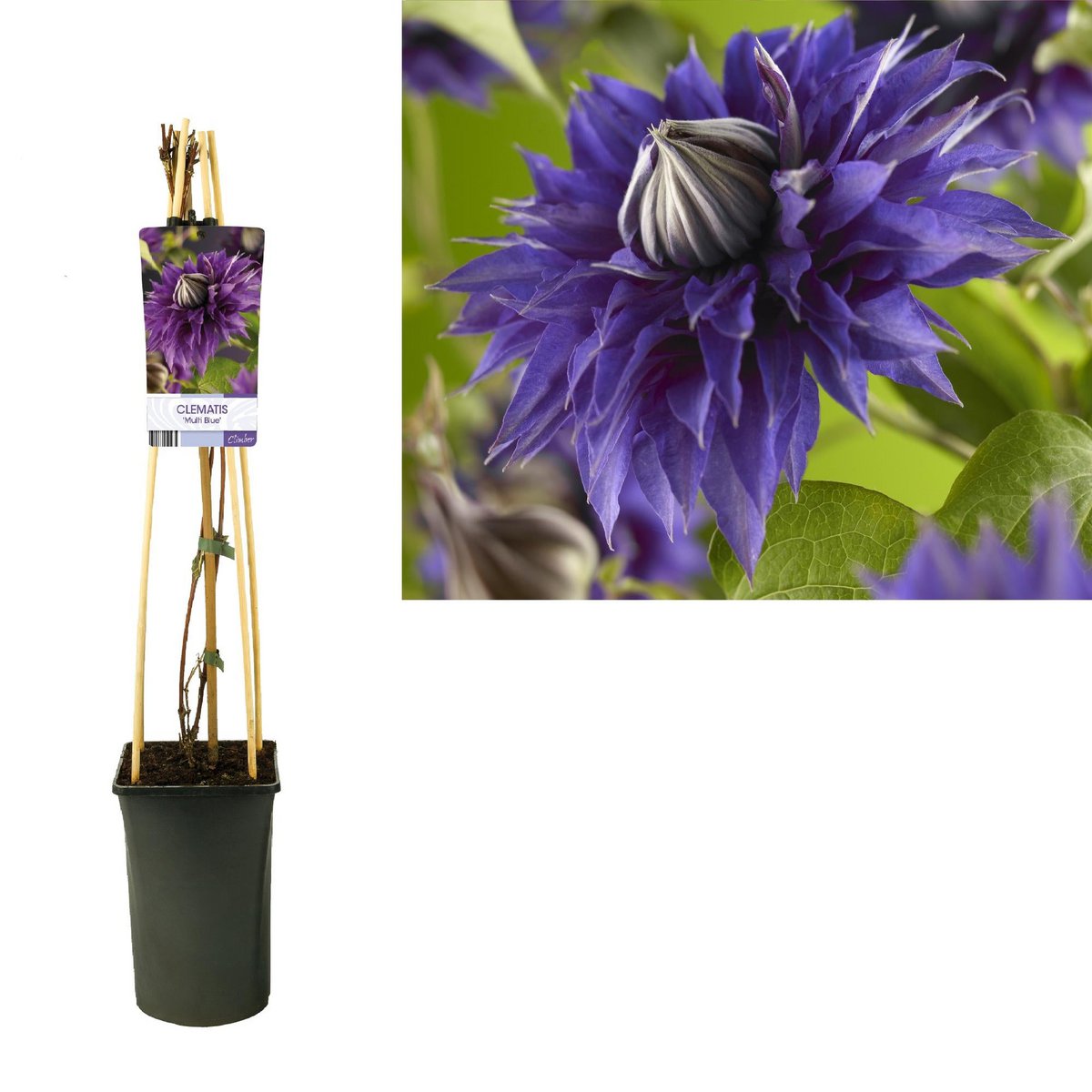 Clematis 'Multi Blue' +Light Label - Ø17cm - ↕75cm
