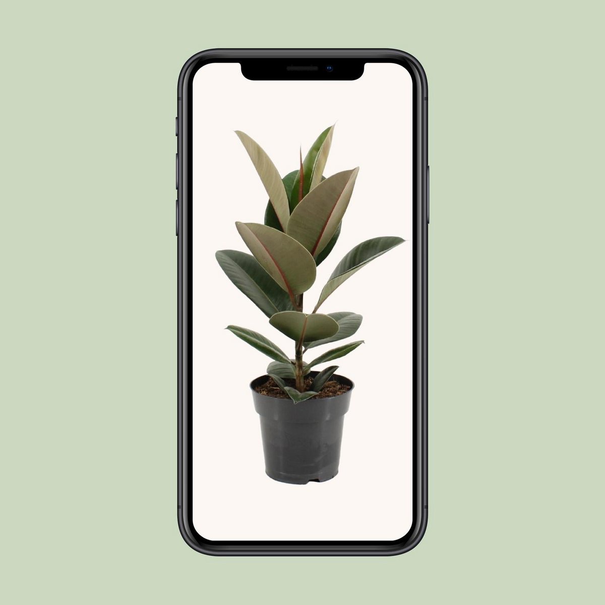 Ficus stevige elastiek - Ø17cm - ↕55cm