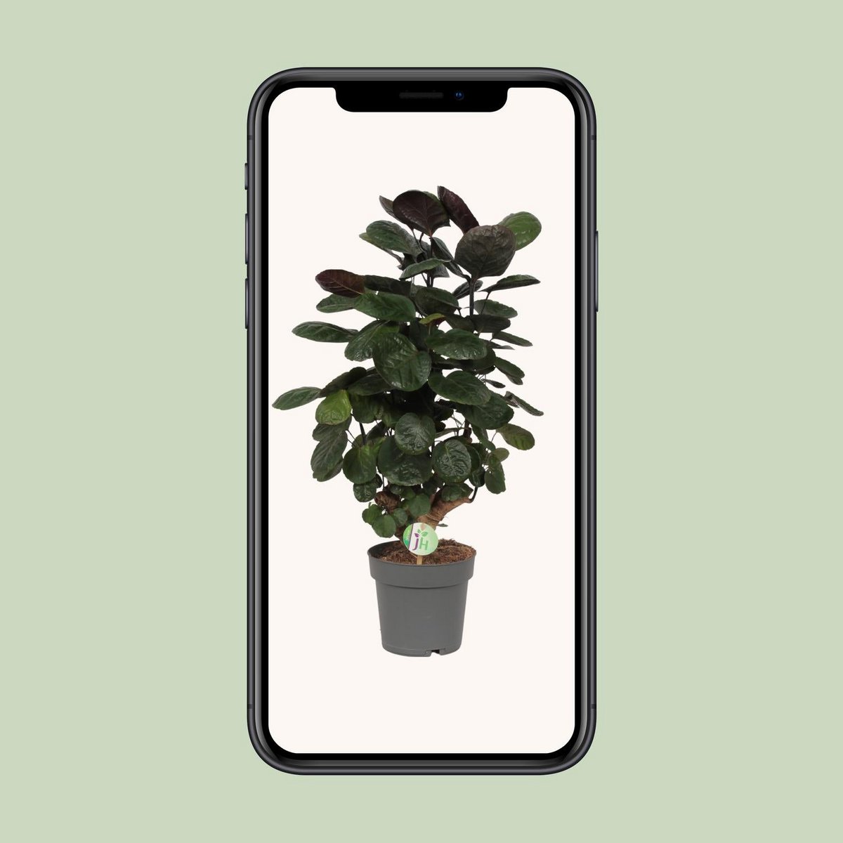 Kamerplant Polyscias Scutellaria Fabian Ø19cm ↕75cm