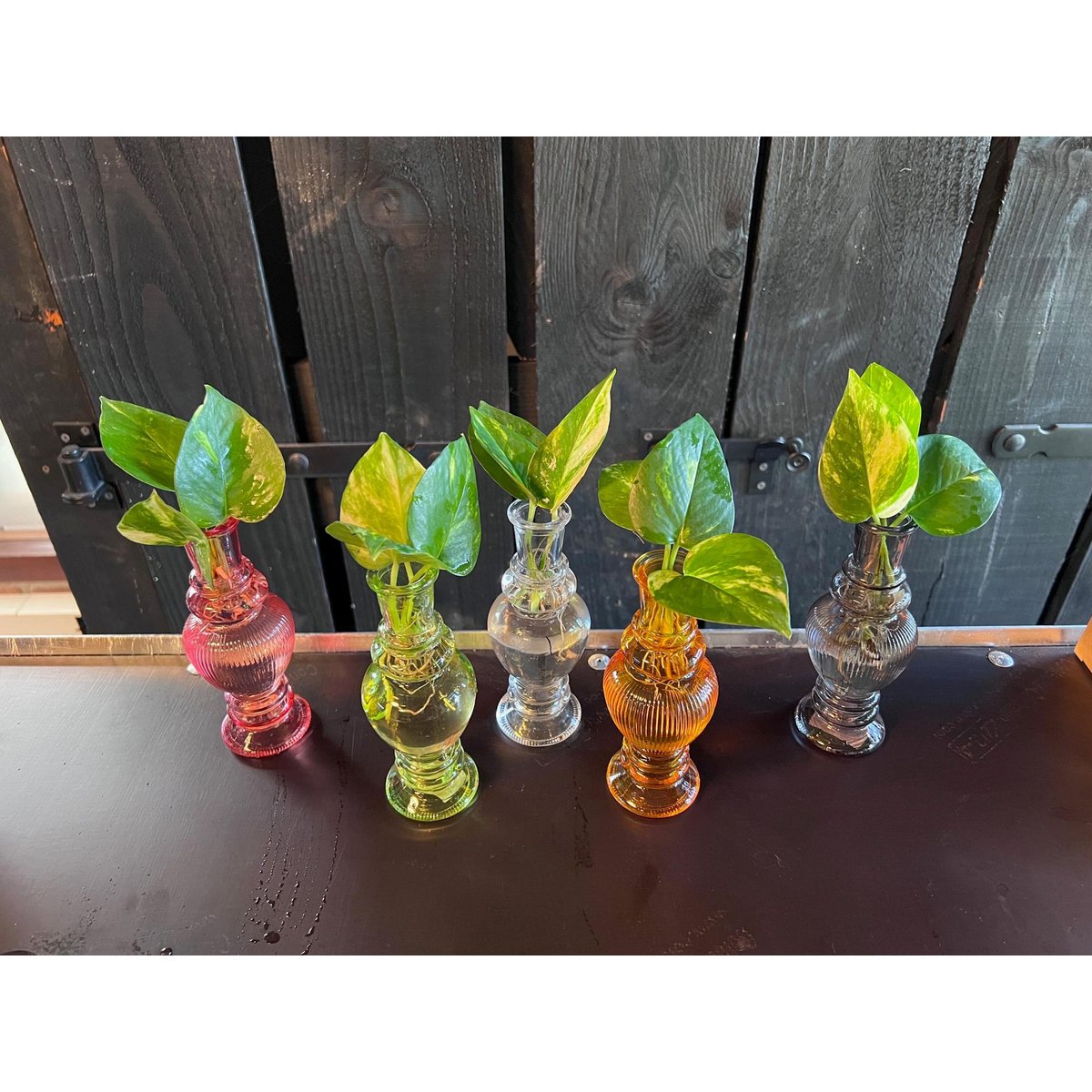 Kamerplanten mix 6 stuks Ø7 cm
