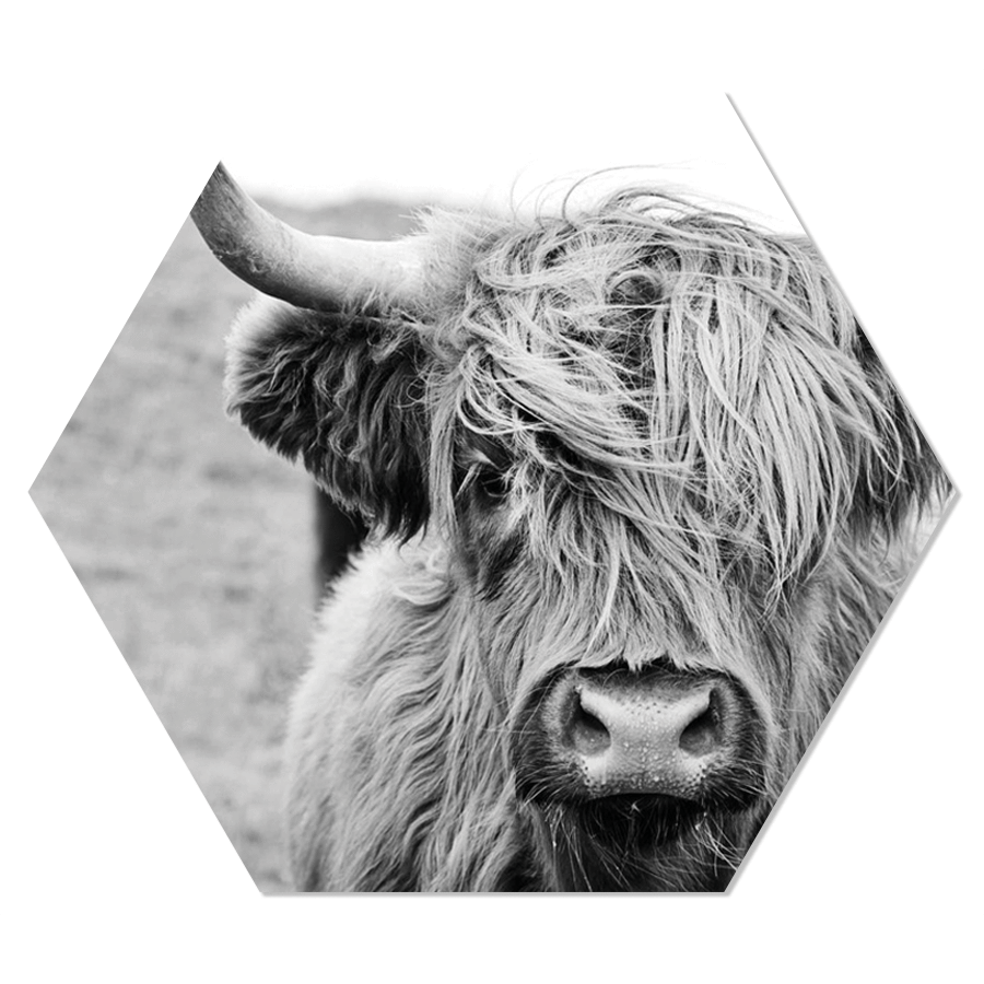Muurhexagon cow