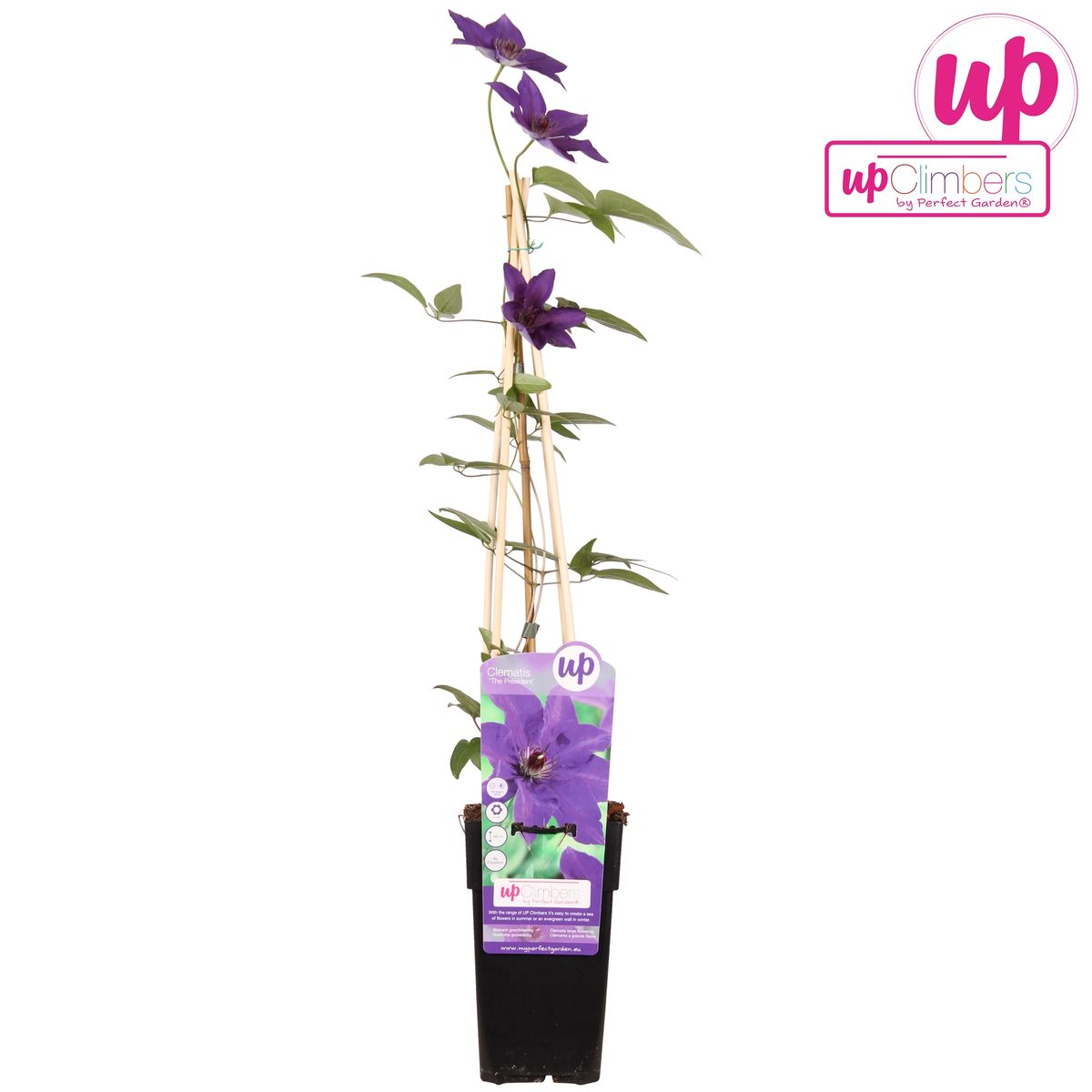 Clematis de president - Clematis Paars - Ø15cm - ↕65cm