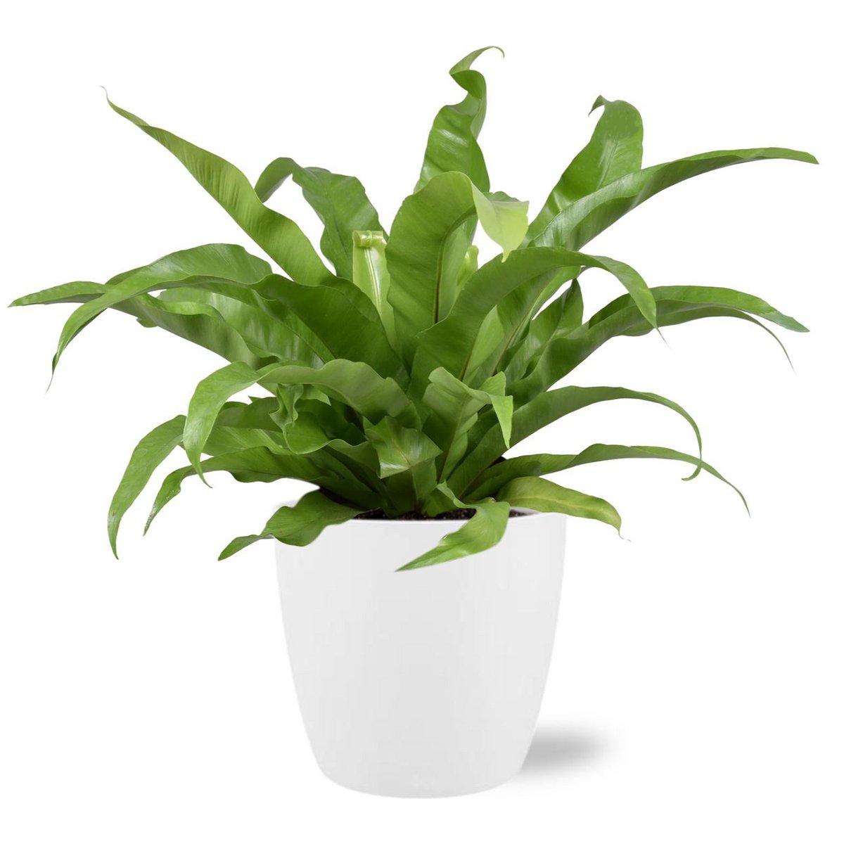 Begonia Old - Ø117cm - ↕45cm + Pot Brussels D18x17cm - Wit