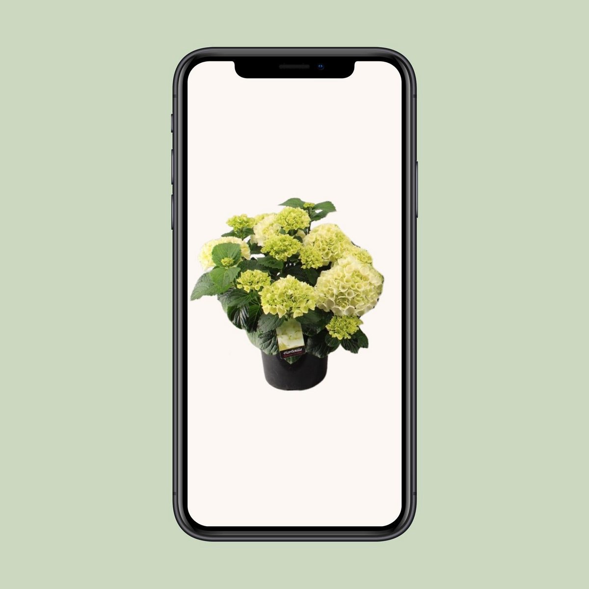Hortensia Wit P23 - Ø23cm - ↕40cm