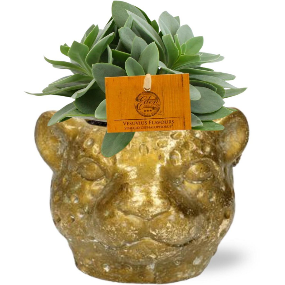 Senecio Cephalophorus plant met goudkleurige Luyard planter Ø12x9.5cm