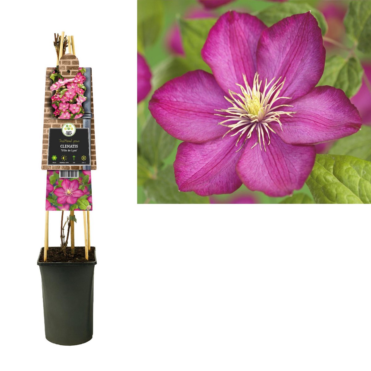 Clematis 'City of Lyon' +3.0 label - Ø17cm - ↕75cm