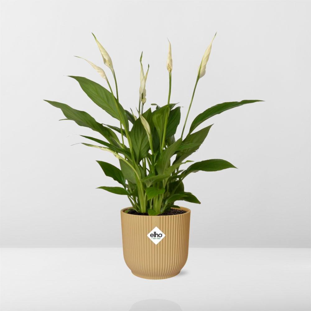 Spathiphyllum 12 cm torelli in Elho vibes vouw 14 cm geel