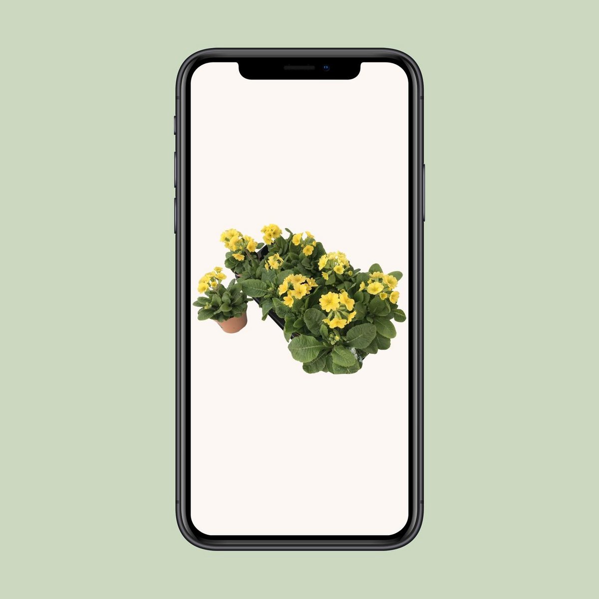 Primula lemon officinalis lookandtaste - Ø11cm - ↕18cm
