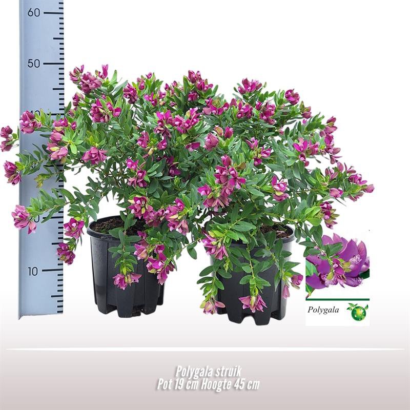 Polygala stuwik - Ø19cm - ↕45 cm