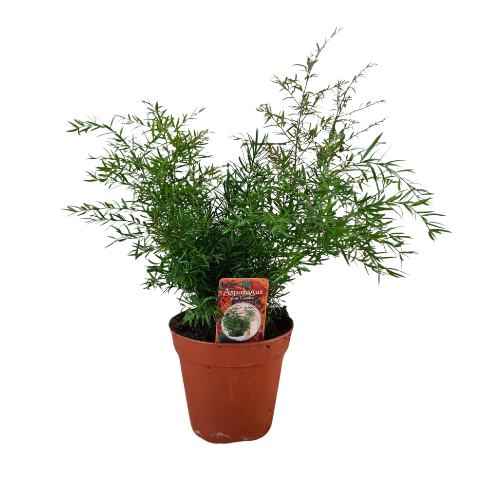 Asperges Densiflorus CWebe - Ø13cm - ↕30cm