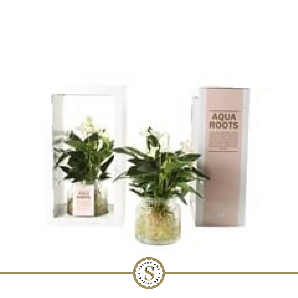 Anthurium Aqua Roots White Champion glazen pot