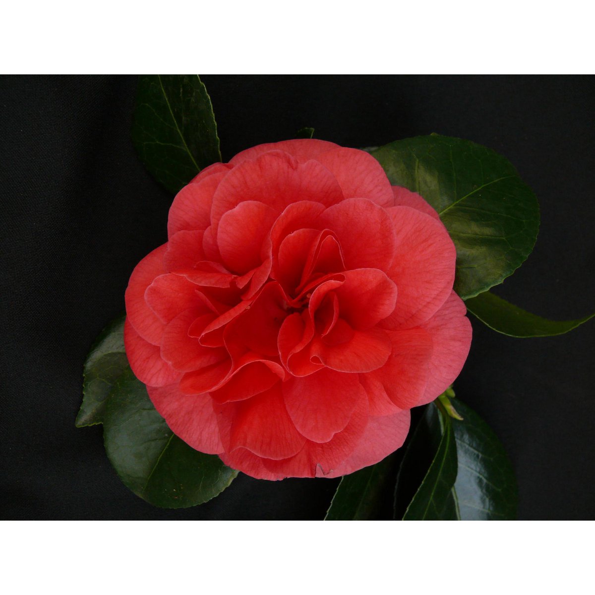 Camellia Jap. 'Lady Campbell' - Ø26cm - ↕55cm - Ø29 - ↨90cm