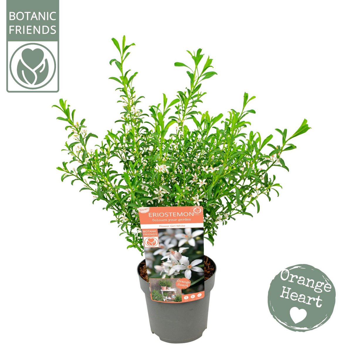 Eriostemon myoporoides 'bloemenmeisje wit' - Ø17cm - ↕50cm