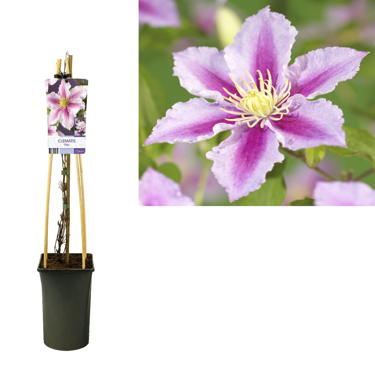 Clematis 'Peek' +Light Label - Ø17cm - ↕75cm