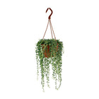Senecio Herreianus - Ø4.7" - ↕7.9"