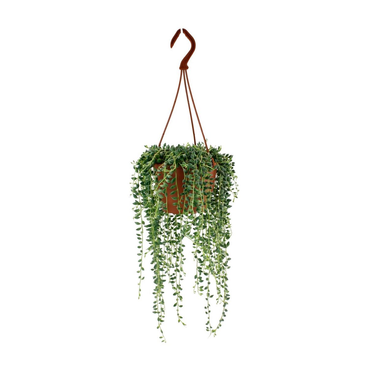 Senecio Herreianus - Ø4.7" - ↕7.9"
