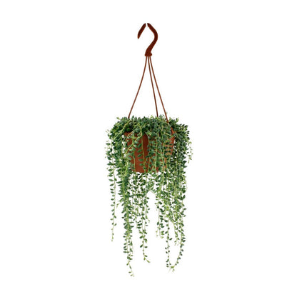 Senecio Herreianus - Ø4.7" - ↕7.9"