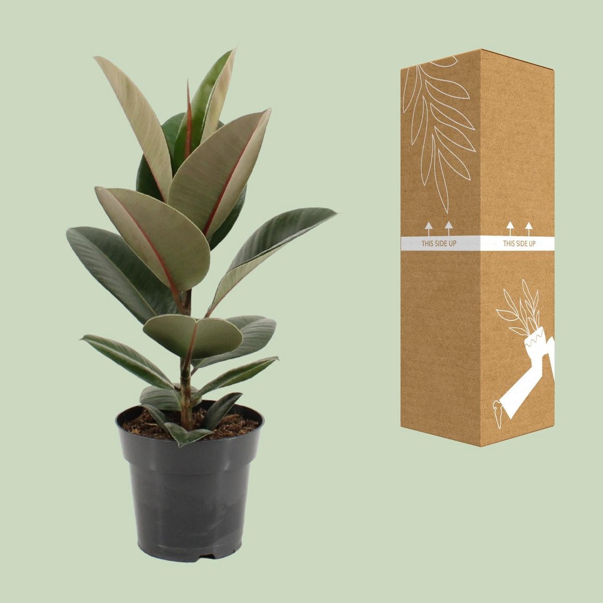 Ficus stevige elastiek - Ø17cm - ↕55cm